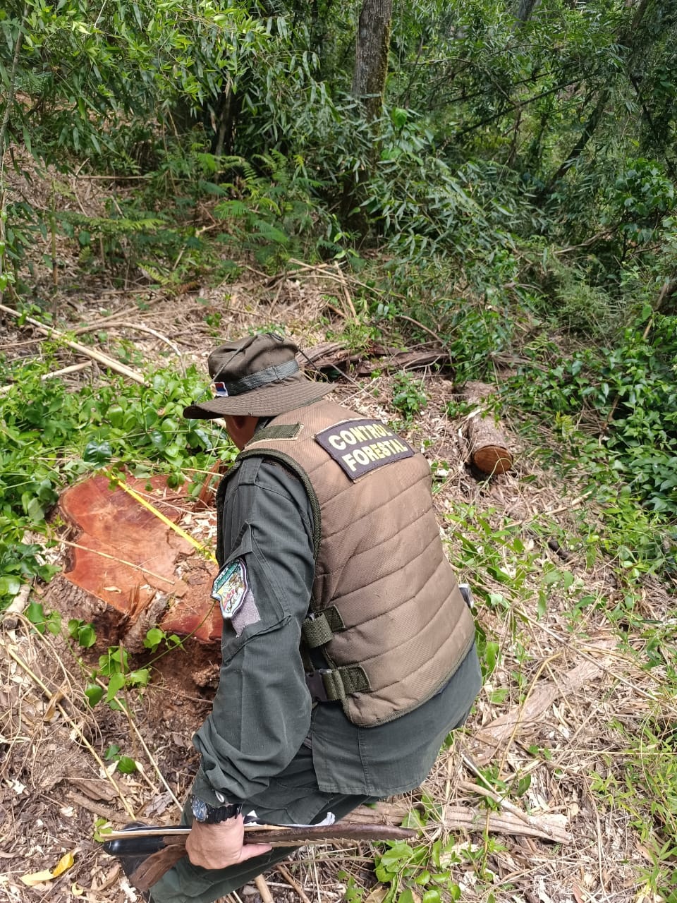 Detectan e investigan una tala selectiva ilegal de árboles en el Parque Urugua-í y hay alerta por aumento del robo de maderas imagen-5