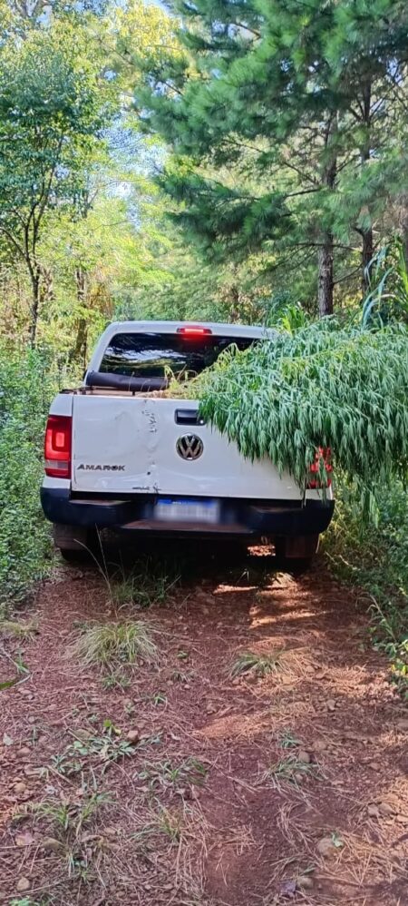 En operativos antinarcóticos en Santo Pipo y San Pedro secuestraron plantas de marihuana y el aforo fue de $25 millones imagen-2