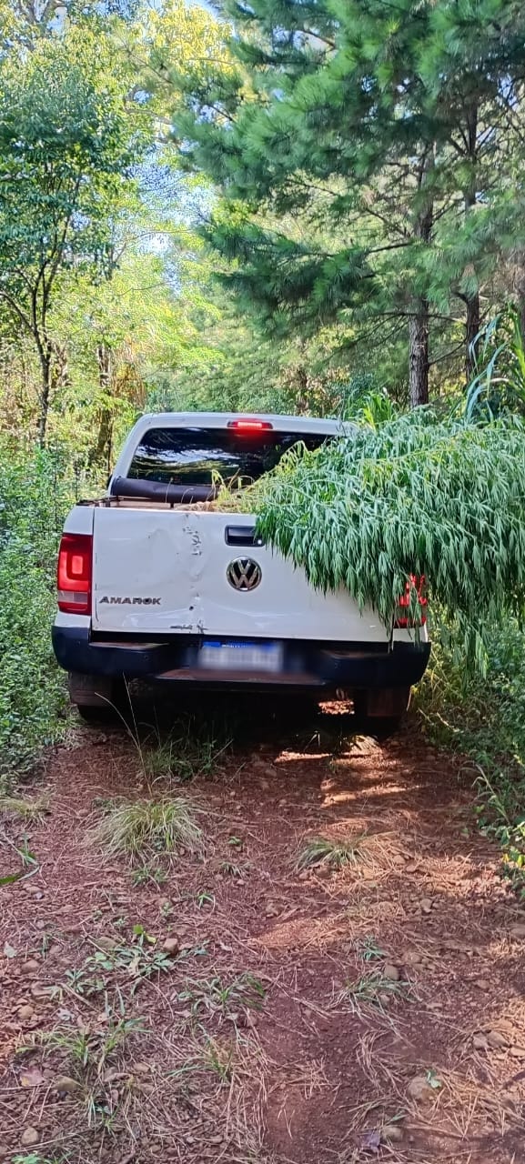 En operativos antinarcóticos en Santo Pipo y San Pedro secuestraron plantas de marihuana y el aforo fue de $25 millones imagen-6