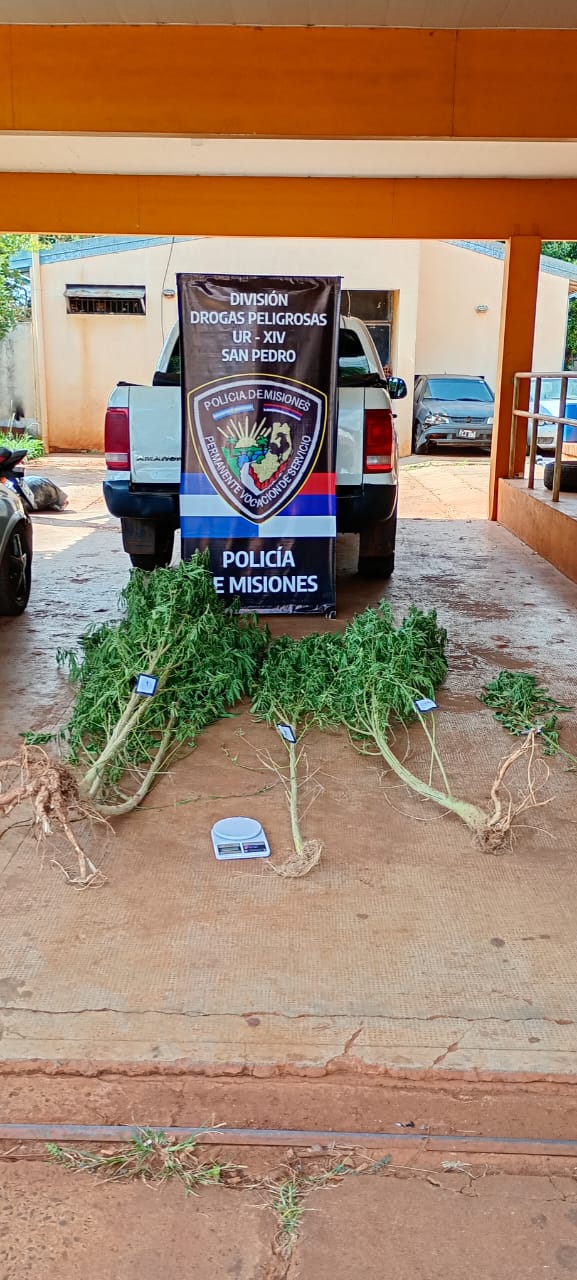 En operativos antinarcóticos en Santo Pipo y San Pedro secuestraron plantas de marihuana y el aforo fue de $25 millones imagen-8