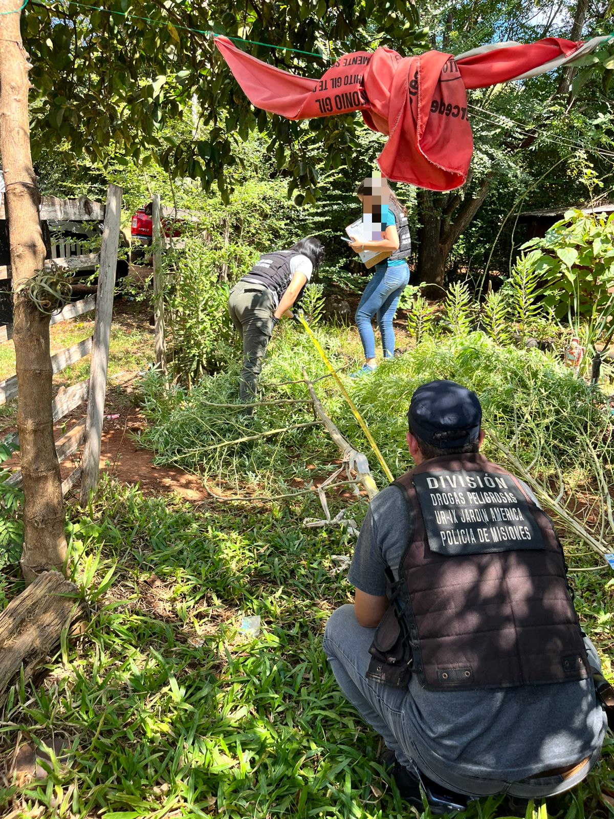 En operativos antinarcóticos en Santo Pipo y San Pedro secuestraron plantas de marihuana y el aforo fue de $25 millones imagen-6