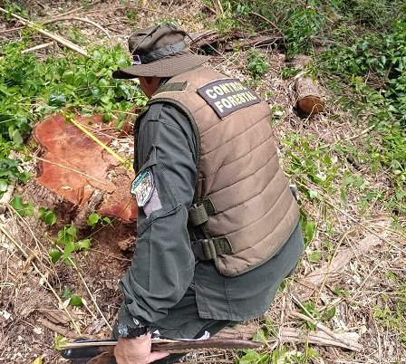 Detectan e investigan una tala selectiva ilegal de árboles en el Parque Urugua-í y hay alerta por aumento del robo de maderas imagen-5