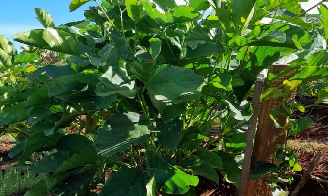 Las cubiertas verdes también dan sombra a la yerba en sus primeros meses de crecimiento imagen-2