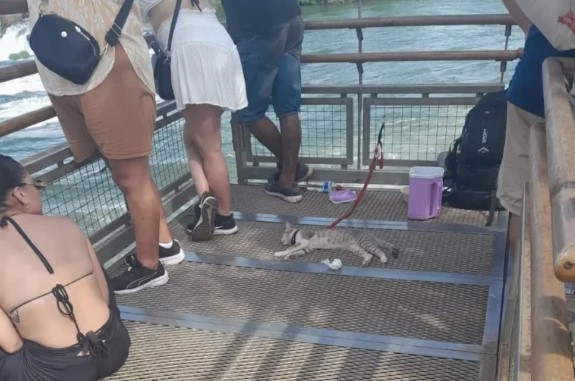 Cataratas: turista ingresó sin pagar la entrada con su gato y provocó un escándalo imagen-2