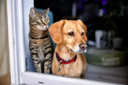 Las mascotas también sufren golpes de calor: esto debes hacer para evitarlo, según los veterinarios imagen-2