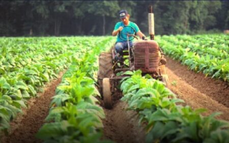 Misiones protege y potencia al productor rural con beneficios fiscales y medidas de apoyo para evitar el abandono de las chacras imagen-4