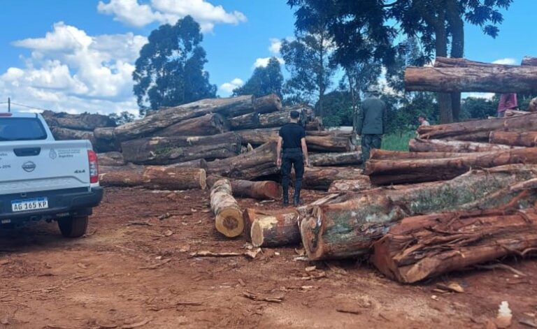 Según el titular de Ecología, aumentó "mucho" en el ámbito privado el robo de madera imagen-20