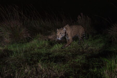 El Parque Iberá cuenta con un nuevo yaguareté: Takajay, nacido en El Impenetrable chaqueño imagen-8