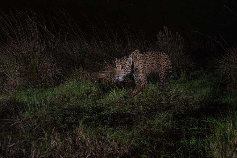 El Parque Iberá cuenta con un nuevo yaguareté: Takajay, nacido en El Impenetrable chaqueño imagen-25