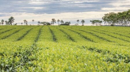 La Semana Periodística: gestiones misioneras para la defensa de su actividad productiva rindieron sus frutos imagen-2