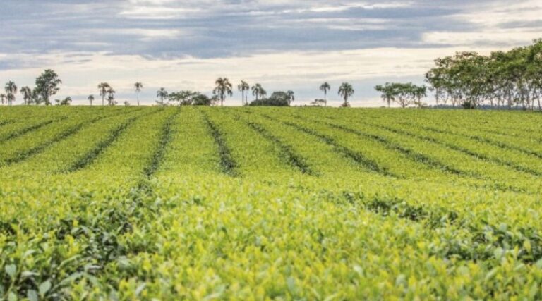 La Semana Periodística: gestiones misioneras para la defensa de su actividad productiva rindieron sus frutos imagen-34