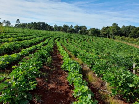 Las cubiertas verdes también dan sombra a la yerba en sus primeros meses de crecimiento imagen-4