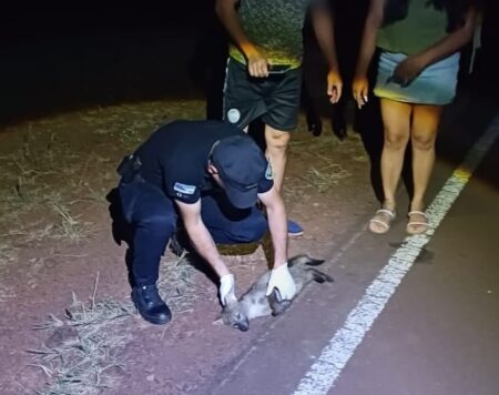 Policías de Alberdi rescataron un zorro que yacía lesionado sobre ruta provincial 5 imagen-2