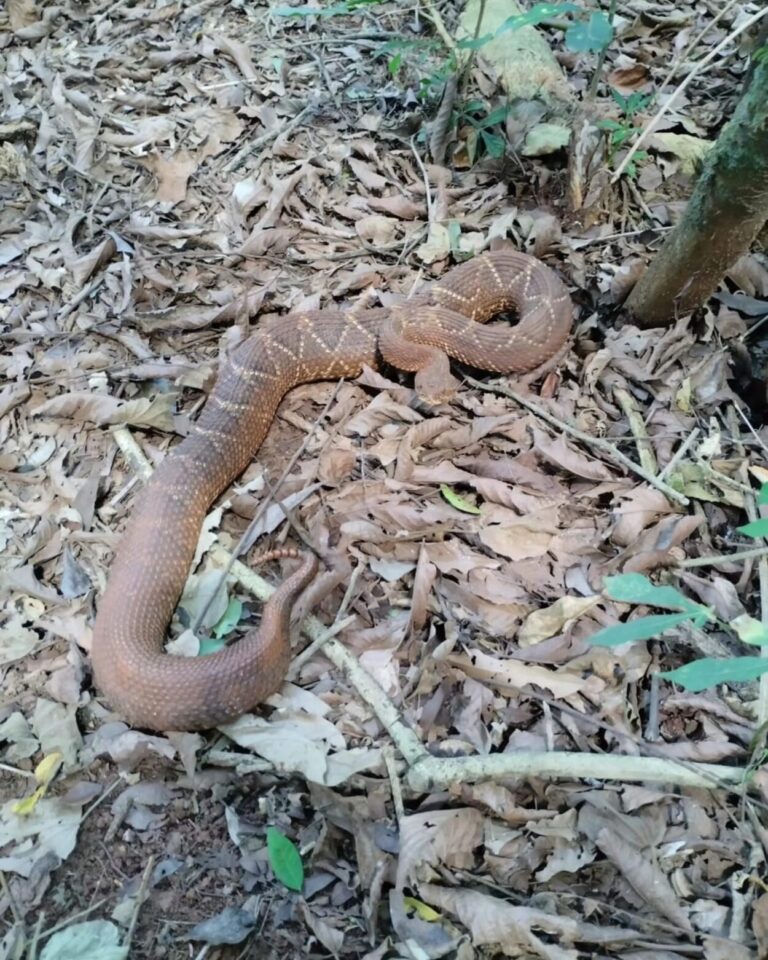 San Vicente: policías rescataron un ejemplar de Cascabel que se hallaba dentro de una vivienda imagen-6