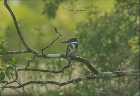 Se relevó más de un centenar de aves en Colonia Chapá imagen-7