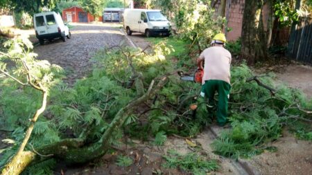 Servicios municipales tras el temporal: respuesta inmediata y prevención imagen-5