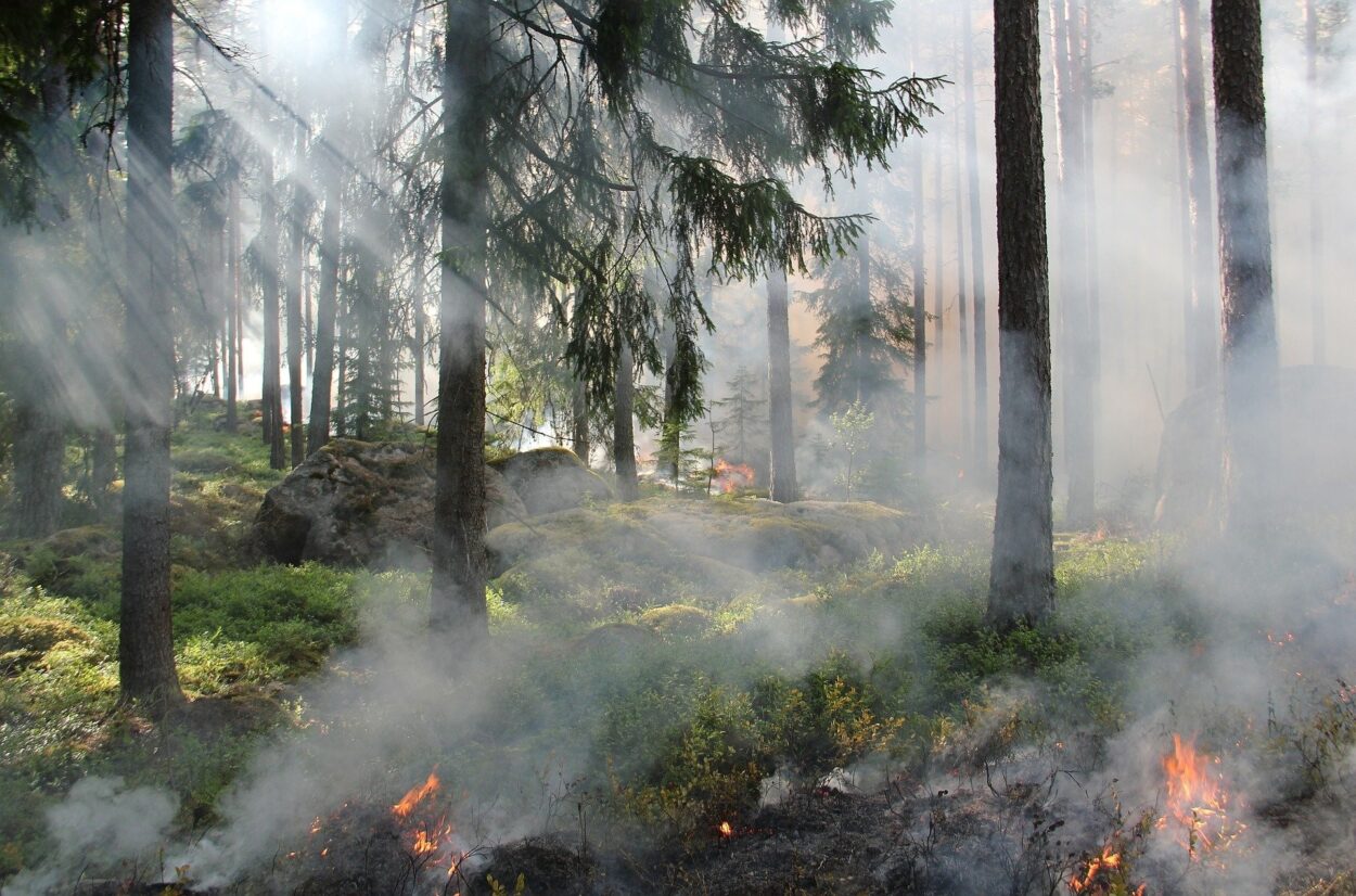 Los incendios forestales degradan los bosques y selvas imagen-6