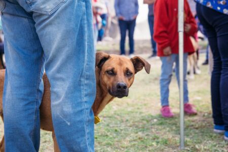 El Imusa llega a los barrios posadeños con servicios veterinarios imagen-2