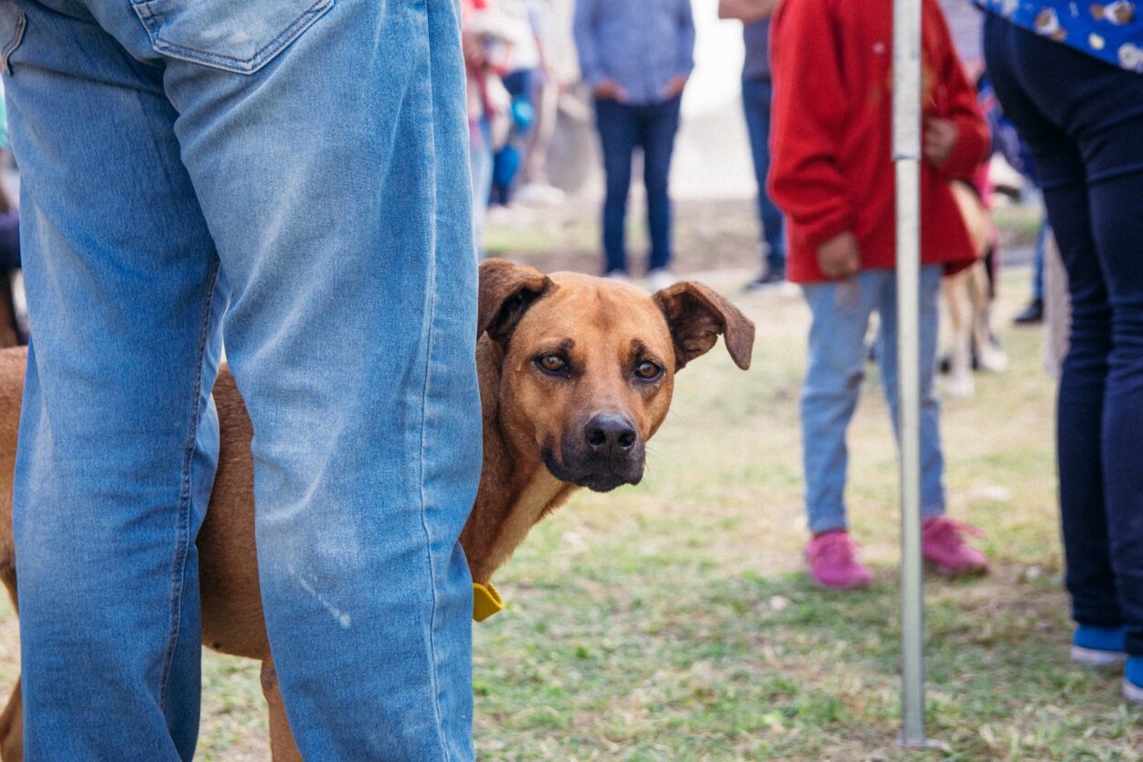 El Imusa llega a los barrios posadeños con servicios veterinarios imagen-8