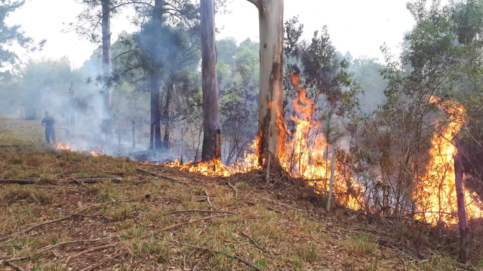 Misiones permanece en alerta ante el alto riesgo de incendios y en tres Departamentos del sur provincial es "extremo" imagen-2