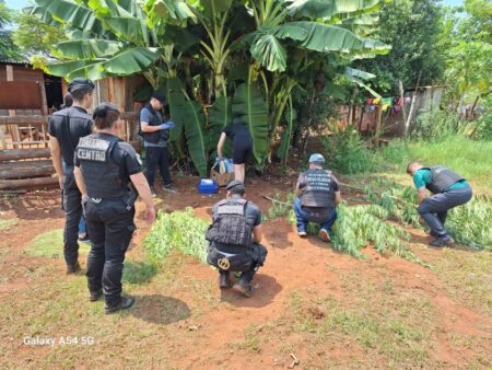 Desmantelaron "el rancho del cannabis" en el barrio 100 Hectáreas de Oberá imagen-11