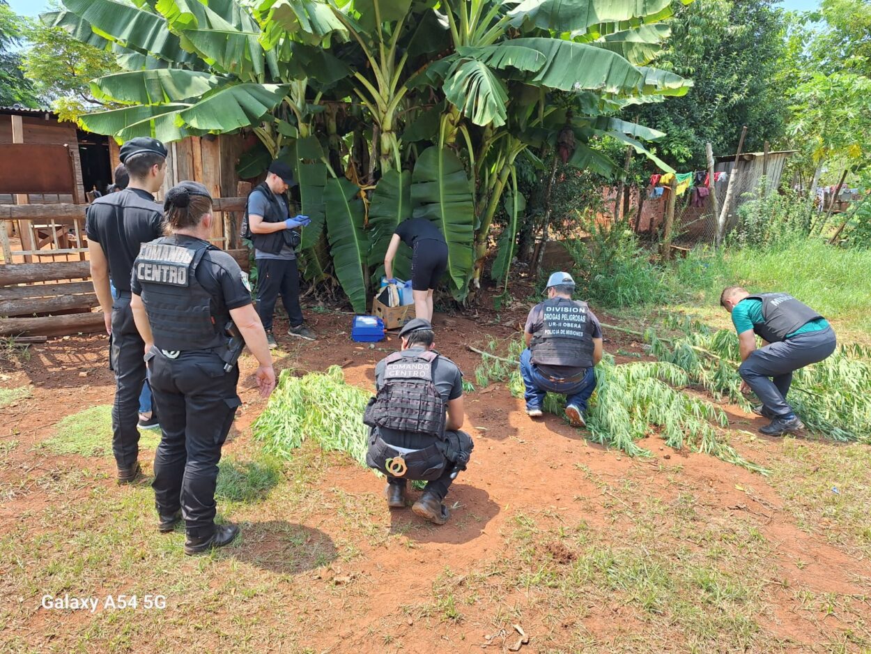 Desmantelaron "el rancho del cannabis" en el barrio 100 Hectáreas de Oberá imagen-12