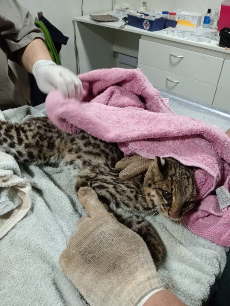 "Ramón", el primer Tirica monitoreado en Argentina: un hito para la conservación imagen-24