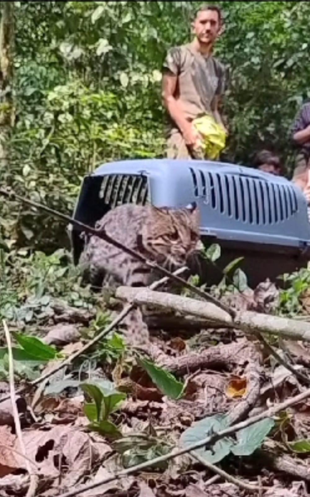 "Ramón", el primer Tirica monitoreado en Argentina: un hito para la conservación imagen-24