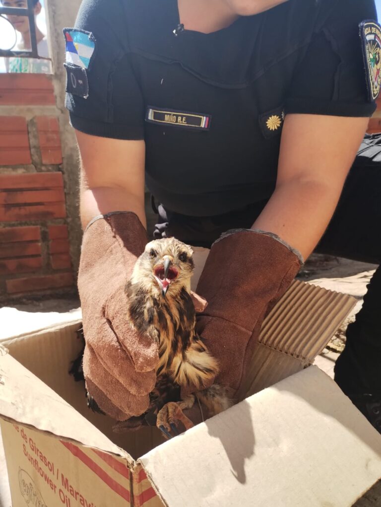 Rescatan un gavilán caracolero lastimado y lo llevan al Centro de Rehabilitación El Puma imagen-25