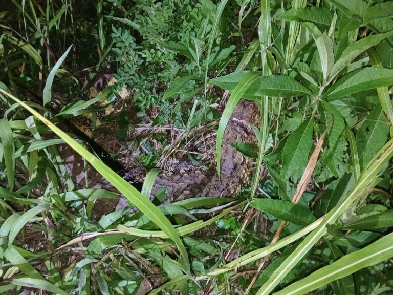 Policías atraparon a un yacaré de 1.5 metros y casi 30 kilos en una laguna de Nueve de Julio imagen-13