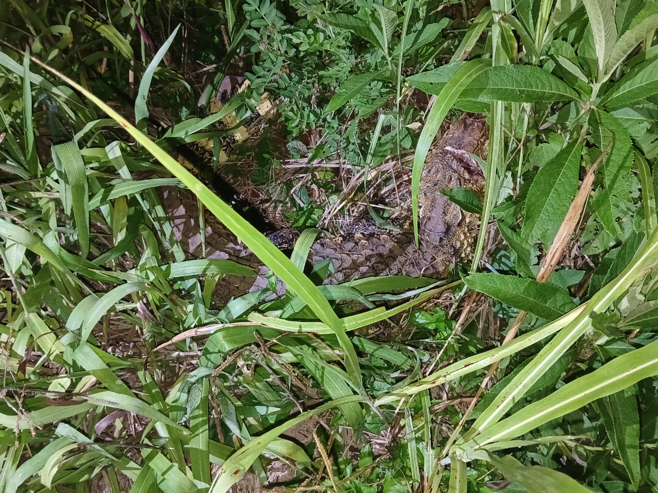 Policías atraparon a un yacaré de 1.5 metros y casi 30 kilos en una laguna de Nueve de Julio imagen-2