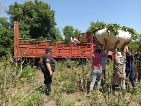 Atraparon a un hombre que estafó a una cuadrilla de tareferos e intentó robar raídos de yerba mate de un colono imagen-5