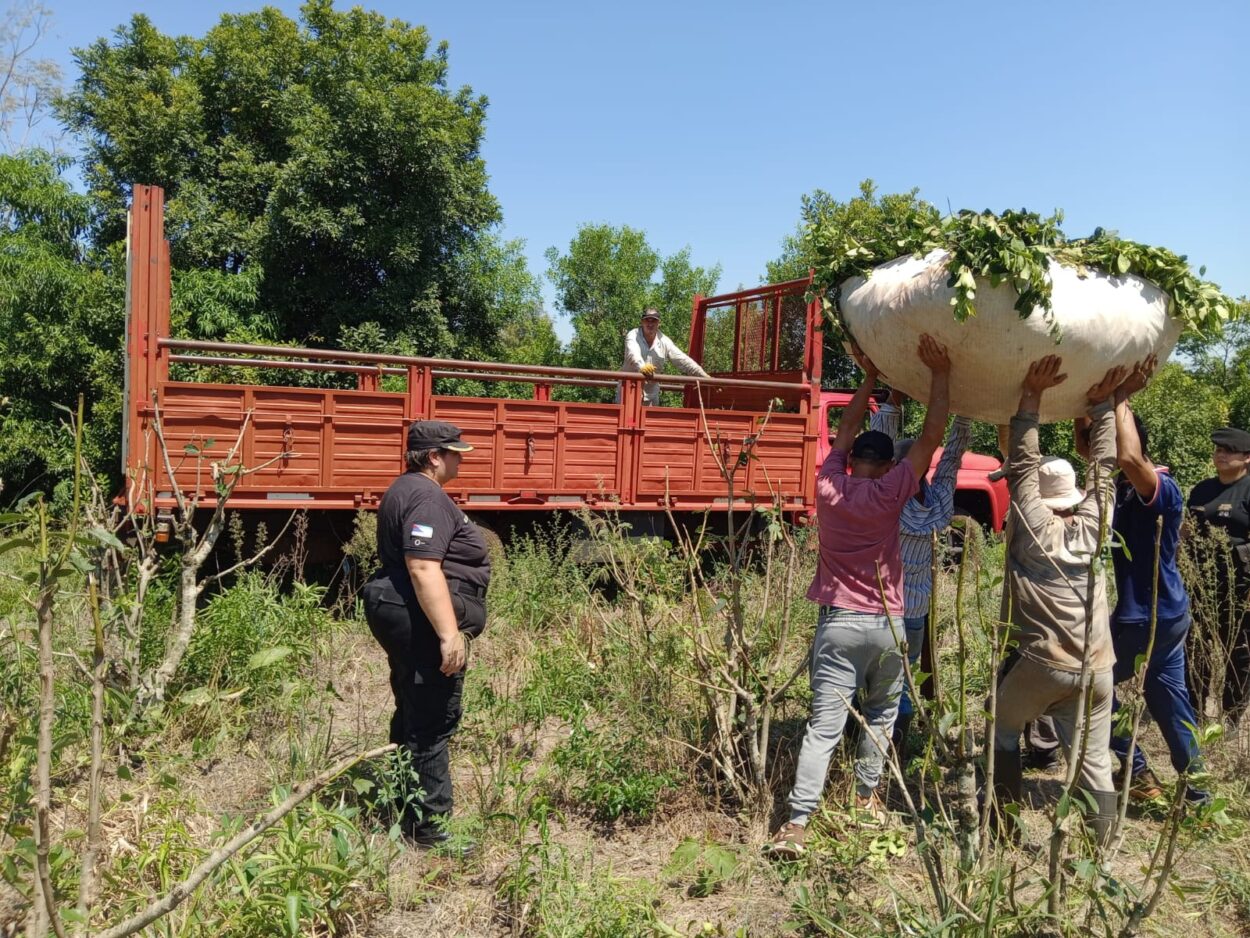 Atraparon a un hombre que estafó a una cuadrilla de tareferos e intentó robar raídos de yerba mate de un colono imagen-6