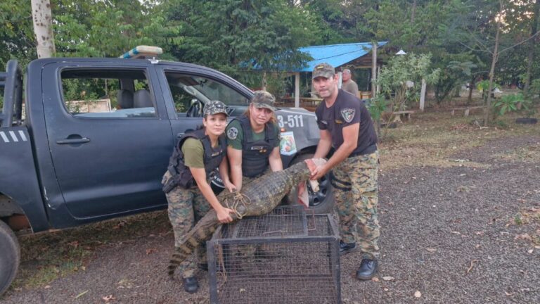Policías ambientales rescataron a un yacaré en el barrio Hipódromo de Posadas imagen-25