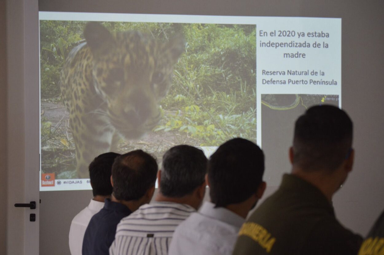 Puerto Iguazú: por la presencia de un yaguareté en la zona de las Dos Mil Hectáreas, diversas instituciones coordinan acciones de prevención imagen-2