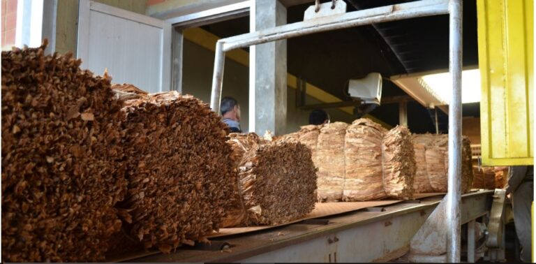 Expectativas en el acopio de tabaco, estiman un total de unos 25 millones de kilos imagen-46