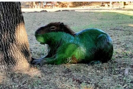 El misterio de los carpinchos "verdes" que aparecieron en Entre Ríos, ¿a qué se debe el color? imagen-2