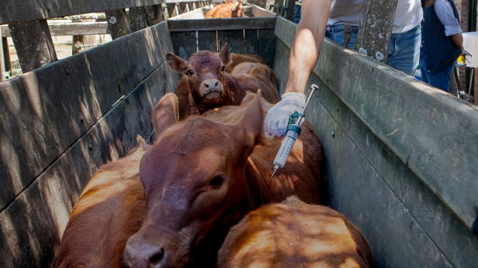 Comienza la primera campaña anual de vacunación contra la fiebre aftosa del 2025 imagen-11