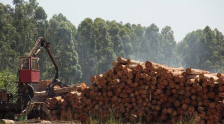 InFoPro: actualizan precios para la materia prima forestal imagen-11