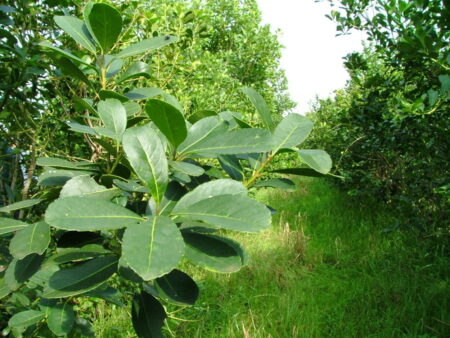 Yerba Mate: Costos de producción de hoja verde, según la Resolución aprobada por el Directorio del Inym este jueves imagen-7