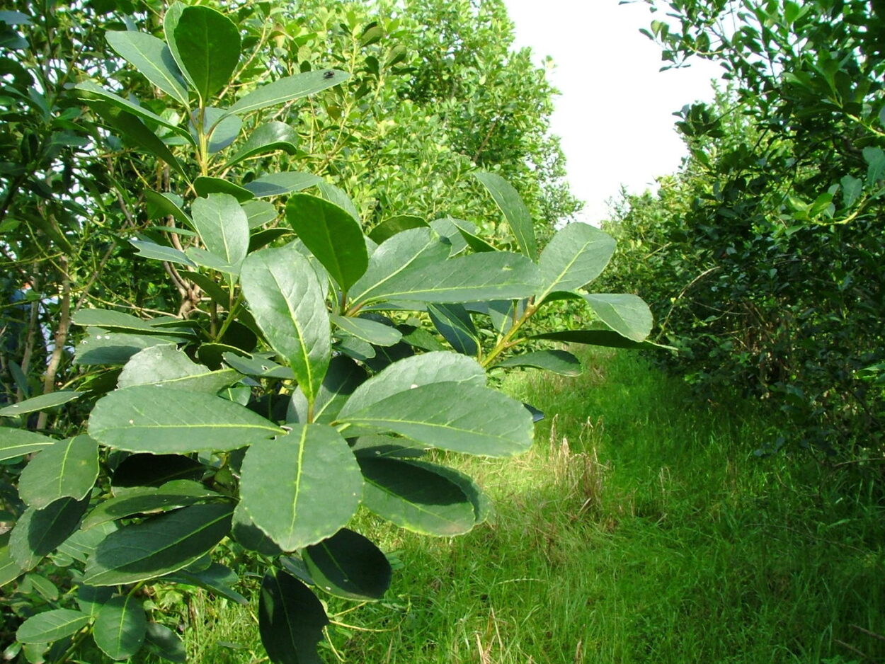 Yerba Mate: Costos de producción de hoja verde, según la Resolución aprobada por el Directorio del Inym este jueves imagen-8