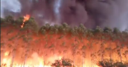 Incendios: 94.000 hectáreas fueron alcanzadas por el fuego en lo que va del 2025 imagen-5