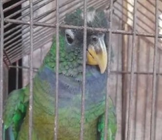 Rescataron a aves silvestres que eran ofrecidas a la venta por $50 mil en redes sociales imagen-11