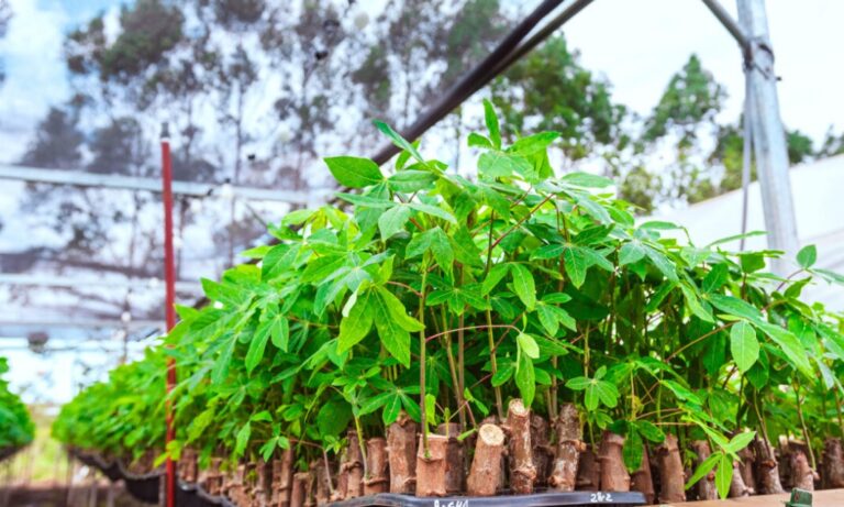 Biofábrica ensaya nuevas técnicas para mejorar la sanidad y la genética de la mandioca Biofábrica ensaya nuevas técnicas para mejorar la sanidad y la genética de la mandioca imagen-8