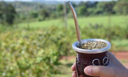 Paraná: se viene la Fiesta Nacional del Mate, la infusión que conquista el mundo imagen-7