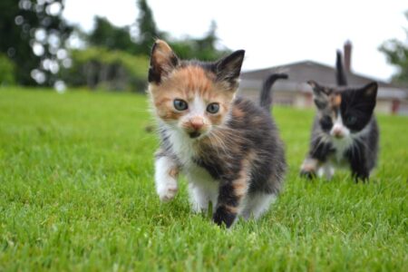 Día internacional del gato: cómo su compañía ayuda a reducir el estrés y a mejorar la salud física imagen-3