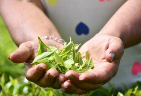 La Semana Periodística: Misiones marca agenda con Nación en defensa de su matriz productiva imagen-2