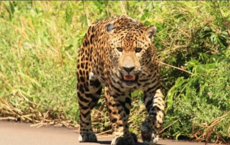 Puerto Iguazú: por la presencia de un yaguareté en la zona de las Dos Mil Hectáreas, diversas instituciones coordinan acciones de prevención imagen-6