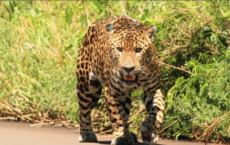 Puerto Iguazú: por la presencia de un yaguareté en la zona de las Dos Mil Hectáreas, diversas instituciones coordinan acciones de prevención imagen-7