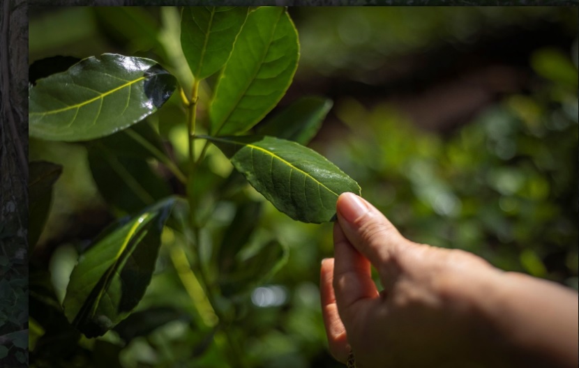 Trazabilidad tecnológica en la yerba mate para fortalecer la economía regional imagen-7